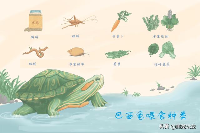 小巴西龟吃什么食物,教你一些巴西龟的正确饲养方式