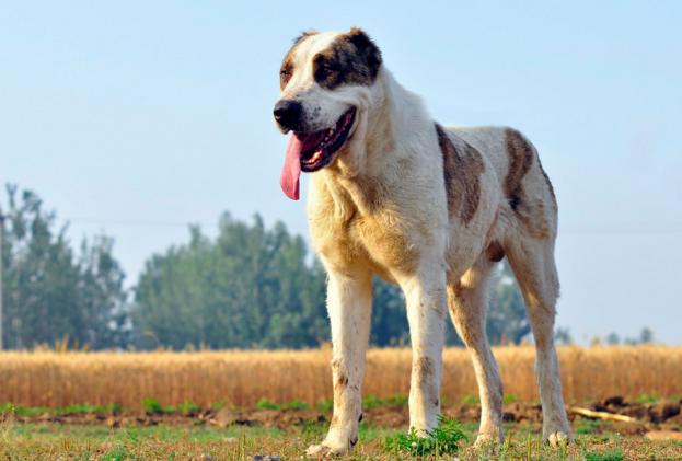 大型宠物狗的品种及图片这10种宠物狗最受欢迎