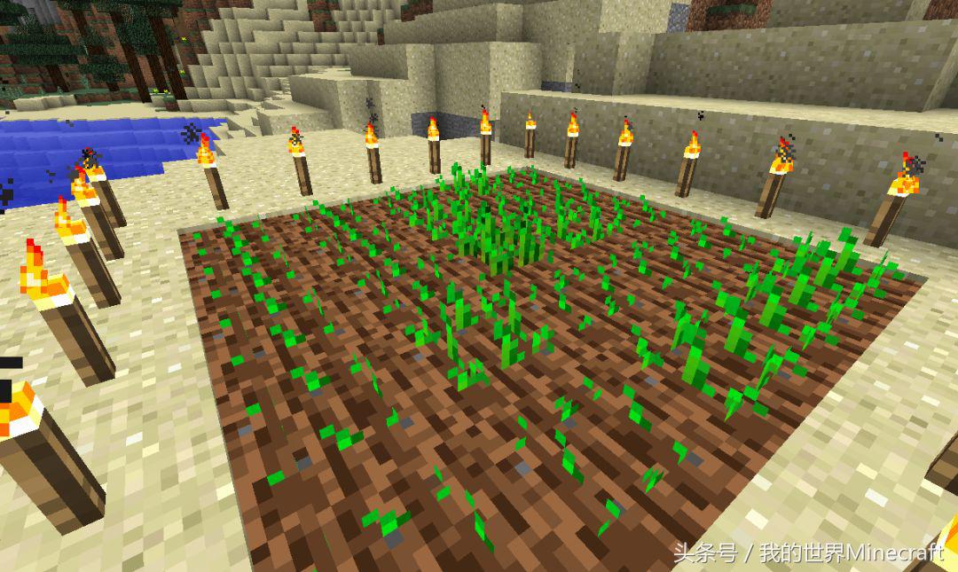 《我的世界》流言终结者4:小麦没有水到底能不能生长?