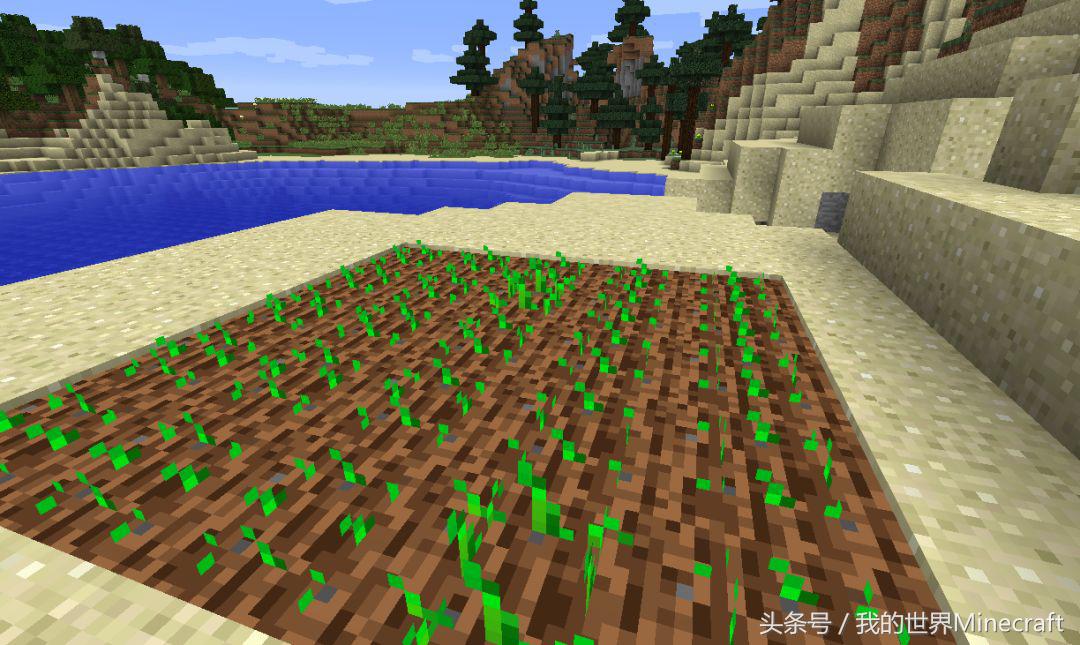 《我的世界》流言终结者4:小麦没有水到底能不能生长?