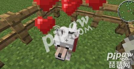 我的世界狼怎么驯服 怎么把狼驯服变成狗