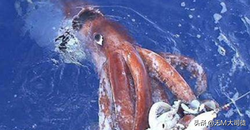 带你深度认识真正的《加勒比海盗2·聚魂棺》