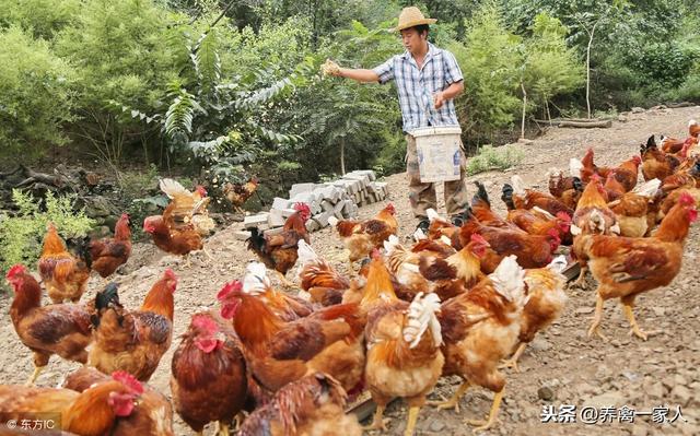 养鸡秘诀：农家散养土鸡技术快速学习！收藏！