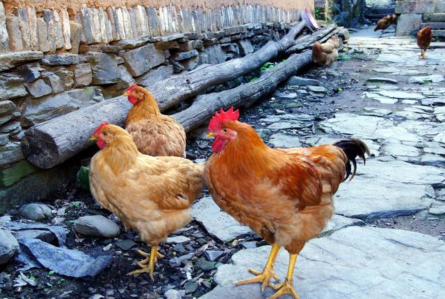 谁说农民不赚钱？这个农民靠卖土鸡蛋，一年赚百万