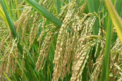 水稻亩产1365公斤，这才是真的超级水稻亩！