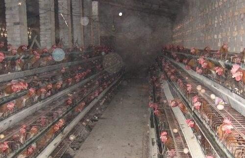 农村创业致富的方法及注意事项