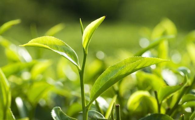 茶叶品牌策划应该怎么做，茶叶品牌营销策划方案?