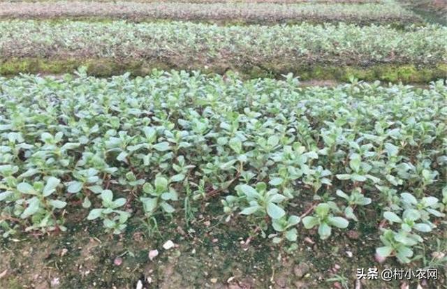 谁说农村创业不靠谱，很多人都回村发展种植业！到底种啥才赚钱？