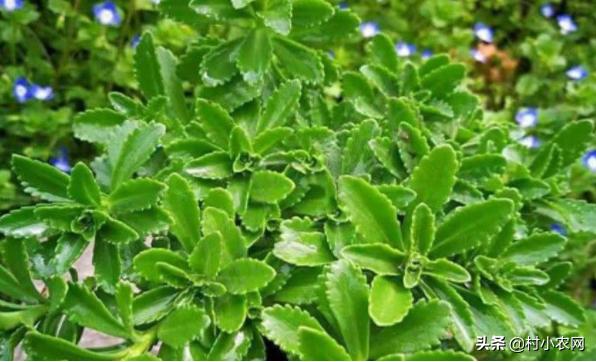 谁说农村创业不靠谱，很多人都回村发展种植业！到底种啥才赚钱？