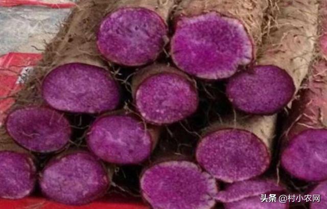 谁说农村创业不靠谱，很多人都回村发展种植业！到底种啥才赚钱？