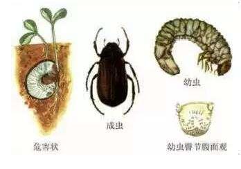 农村创业致富的方法及注意事项