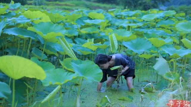 “李子柒”背后到底有没有团队？告诉你真相又何妨？