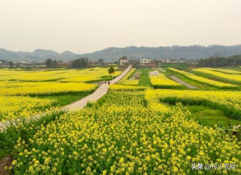 谁说农村创业不靠谱，很多人都回村发展种植业！到底种啥才赚钱？