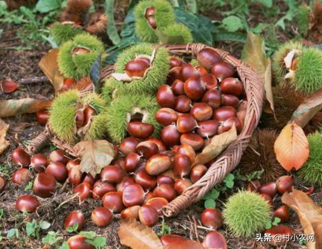 谁说农村创业不靠谱，很多人都回村发展种植业！到底种啥才赚钱？