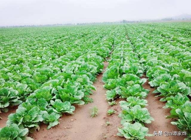 2019年国家10大重点农业补贴政策项目