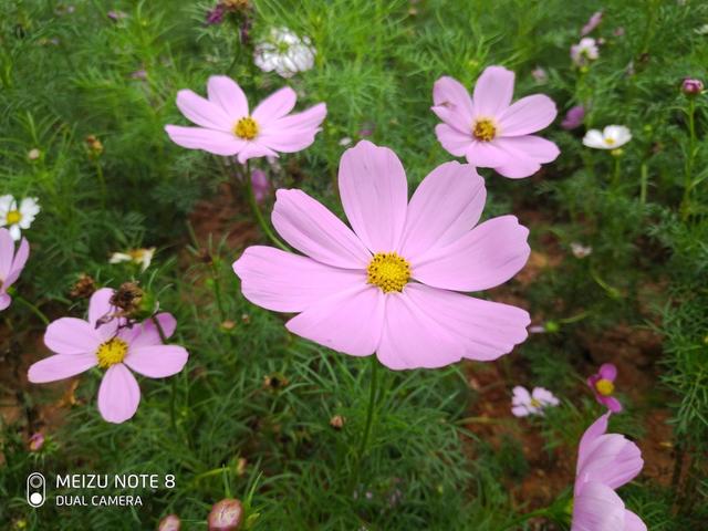 拥有的亮点，足以让你花钱去买！魅族 Note8 详细评测