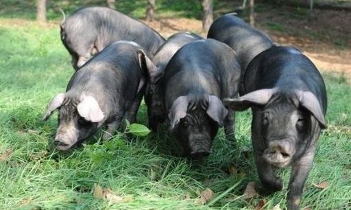 黑猪肉80元一斤，有何特殊之处？不管哪种猪肉，心血管病人都少吃