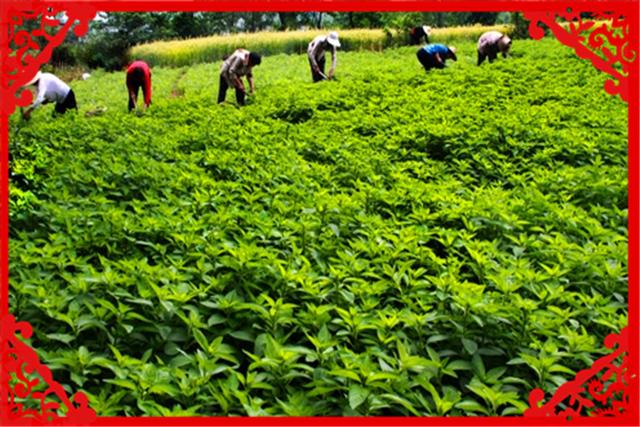 2020年，比较适合农村年轻人创业的项目有哪些呢？这几方面