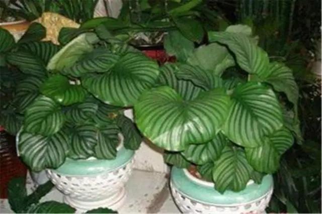 12个创业项目，送给想要创业的你