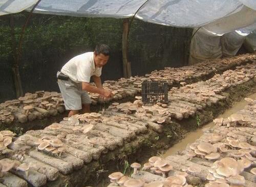 农村适合干的三个好项目，任意一个都比打工强！