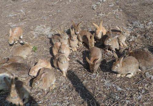 农村这5个创业非同寻常，都是赚钱的好项目