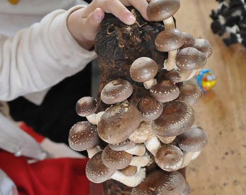 农村这5个创业非同寻常，都是赚钱的好项目