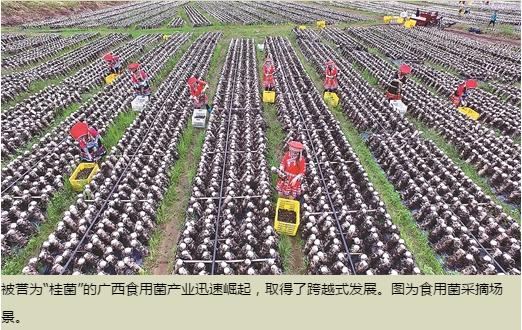 中国农技推广的“广西现象”