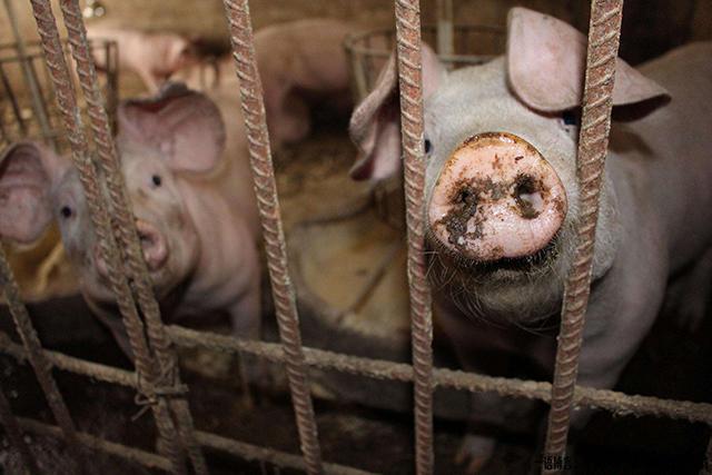 疫情让农村“封村”难回城，这6个项目农民考虑下，在家就能挣钱