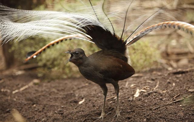 这个网站的声音模仿技达到了登峰造极，令人难以置信