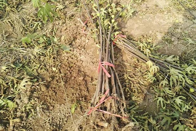 疫情让农村“封村”难回城，这6个项目农民考虑下，在家就能挣钱