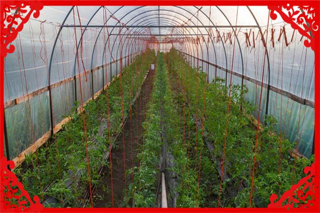 在农村一年收入20万，这样的项目现在还有哪些？推荐几个供参考