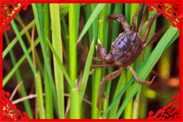 目前在农村养殖什么不愁销路，并且很赚钱呢？推荐几个供参考