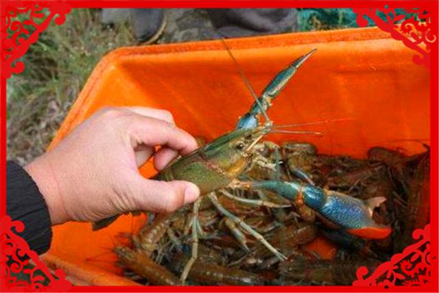 在农村一年收入20万，这样的项目现在还有哪些？推荐几个供参考