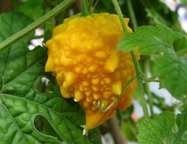 你吃过这种南方水果  金荔枝  嘛