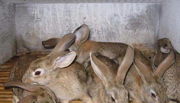 农村养的啥挣钱本钱小？风险小成本低的养殖项目推荐！