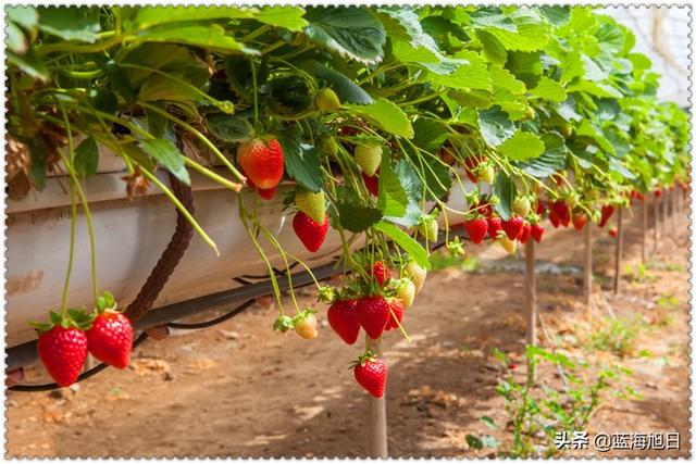 在农村创业，四五十岁了承包100亩地，怎样才能一年赚取80万呢？