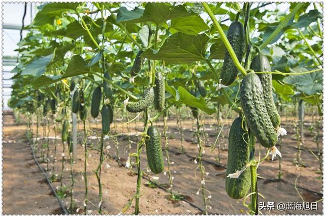 在农村创业，四五十岁了承包100亩地，怎样才能一年赚取80万呢？