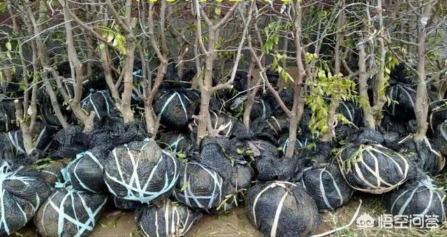 乡镇上做什么小生意最赚钱？