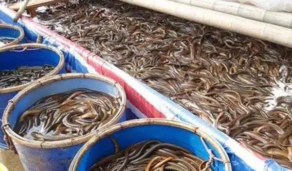 农村养的啥挣钱本钱小？风险小成本低的养殖项目推荐！