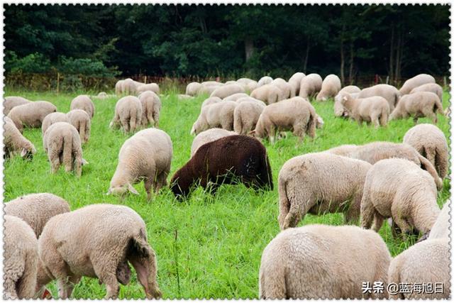 一个手里有五万元资金的人，回农村创业做什么好呢？推荐这几个