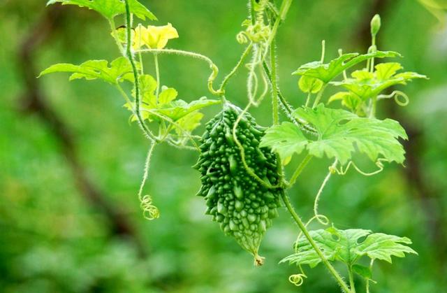 你吃过这种南方水果  金荔枝  嘛
