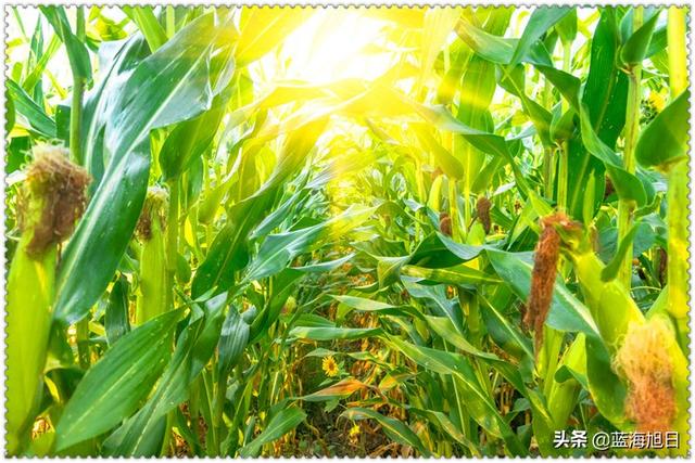 在农村创业，四五十岁了承包100亩地，怎样才能一年赚取80万呢？