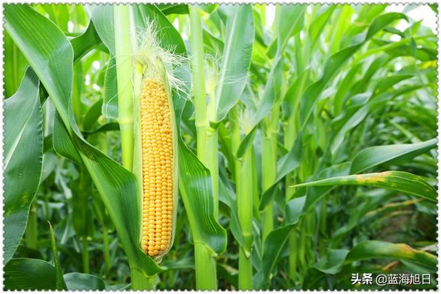 在农村创业，四五十岁了承包100亩地，怎样才能一年赚取80万呢？