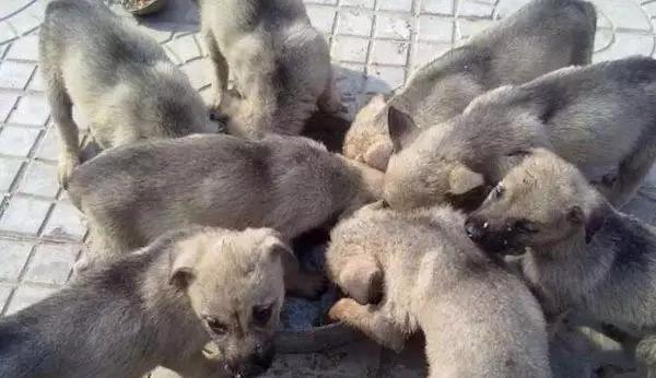 农村养的啥挣钱本钱小？风险小成本低的养殖项目推荐！