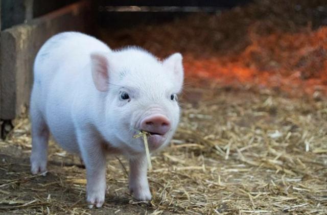 年销6308亿的万科，也要去养猪了