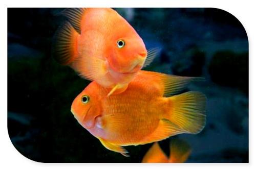 地摊生意的特点是“小生意大利润”，经营哪些品种好呢？推荐几个