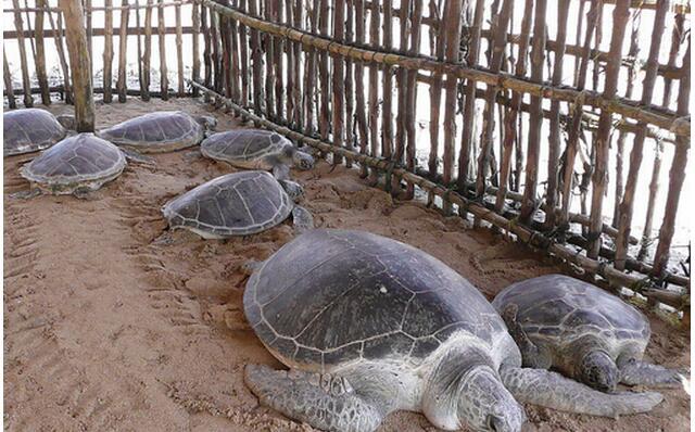 农村致富新门路：有部手机就有机会赚钱！