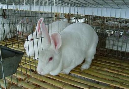 这么可爱的小动物，养它能“暴富”？一年30万，网友：怎么可能