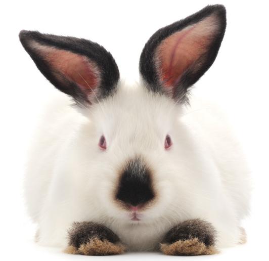 这么可爱的小动物，养它能“暴富”？一年30万，网友：怎么可能