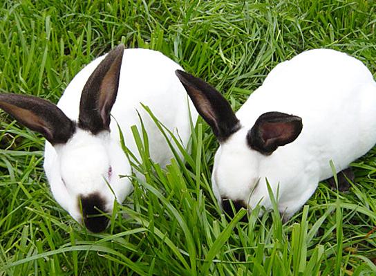 这么可爱的小动物，养它能“暴富”？一年30万，网友：怎么可能